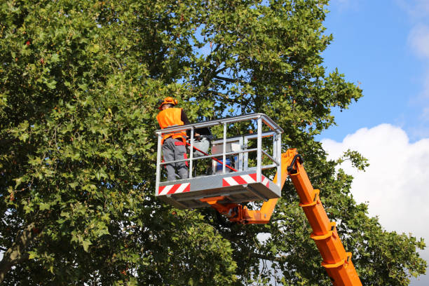 Best Tree Risk Assessment  in Walce, LA